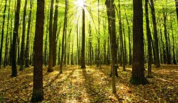 Depositphotos_22274213_xl-2015-small-1024x585-min