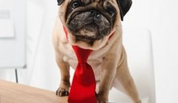 Depositphotos_173482862_xl-2015 (1) smoll