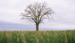 Image of a tree in a field for an article about why you should choose green supply chains.